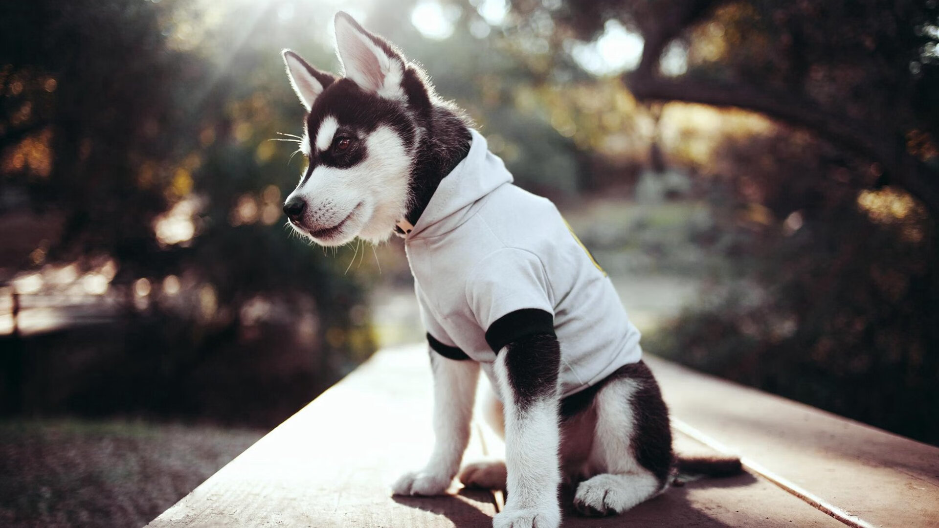 爱游戏数字体验-荷兰女足在预选赛中被德国淘汰，荷兰女足在预选赛中被德国淘汰的球员