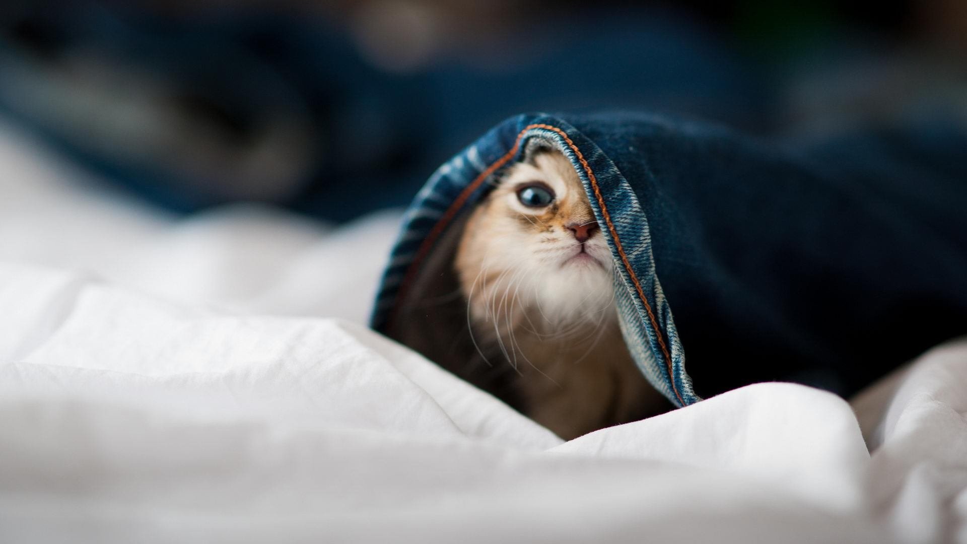 爱游戏官网-中国女篮击败新西兰,亚洲杯小组赛稳居榜首,中国女篮对阵新西兰女篮