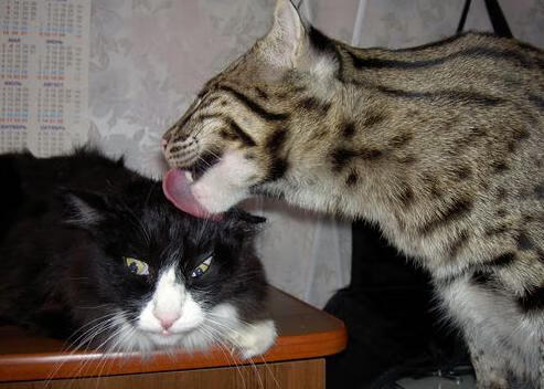 爱游戏资讯-日本队内部不和，或将影响篮球比赛，日本队篮球队