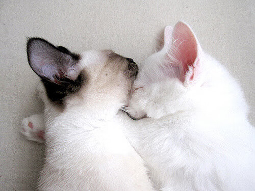 AIYOUXI-中国男篮公布集训名单 年轻球员比例提升,中国男篮集训队首次人员调整 新闻